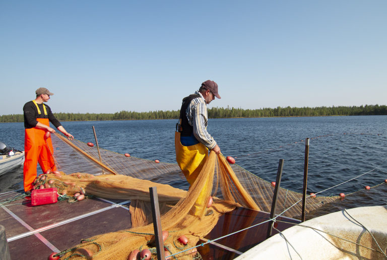 Ala-Suolijärven hoitokalastus on osa kalanhoitovelvoitetta
