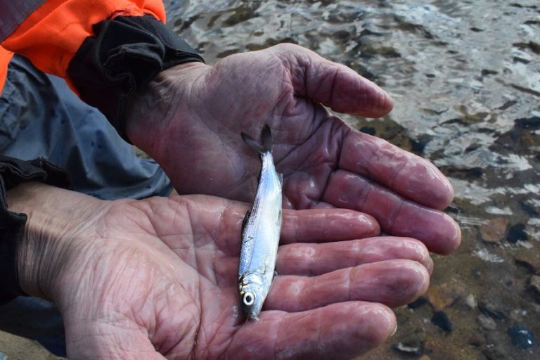 Yleiskokouksen 2025 pöytäkirja liitteineen on nähtävillä